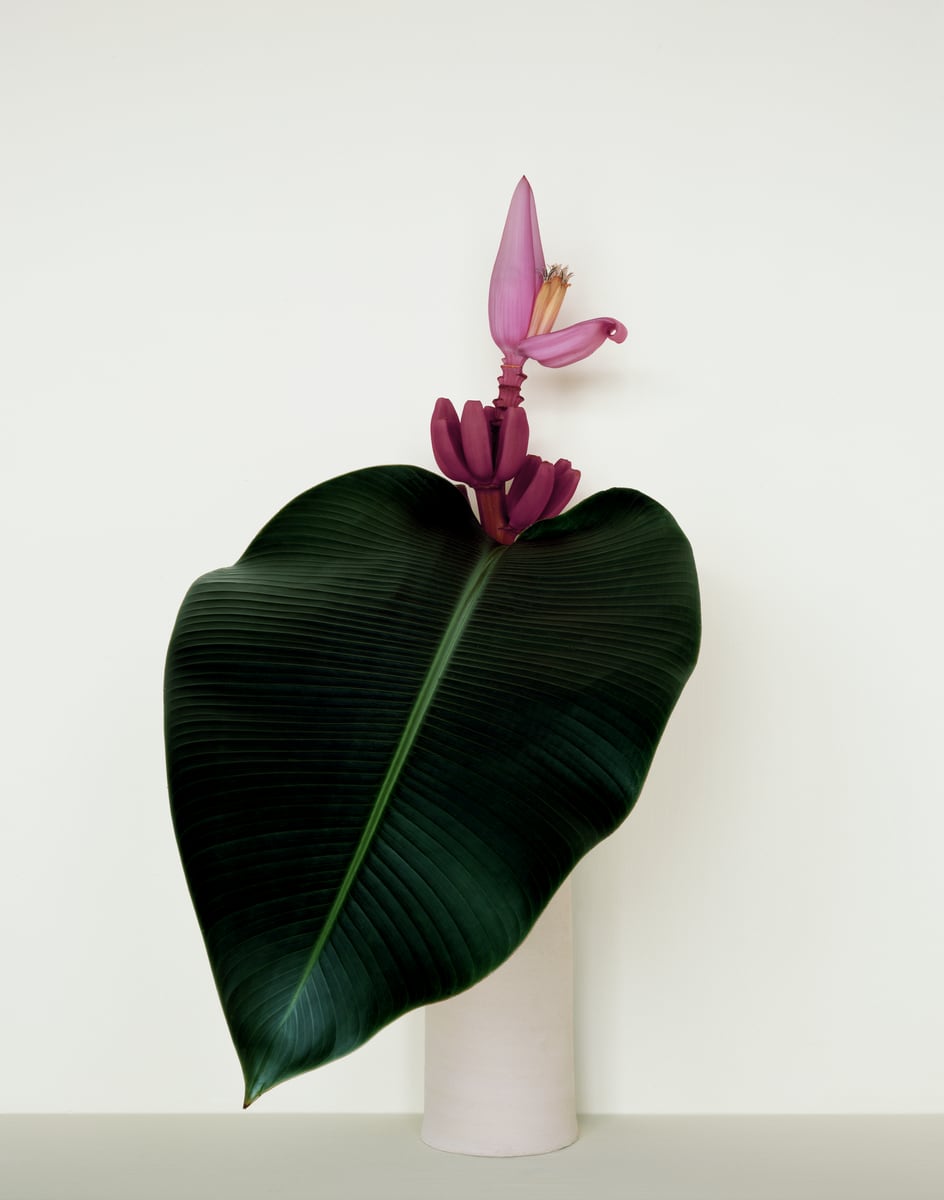 A purple banana flower rising above a single heart-shaped dark green leaf in a white cylinder, against a cream wall