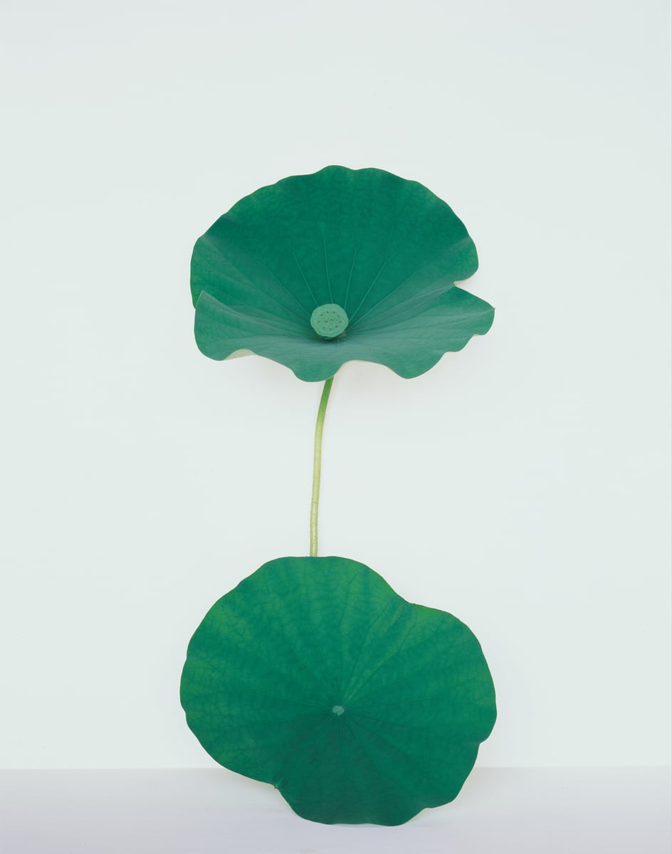 Two lotus leaves on one stem, one open like a dish above the other, against a white wall