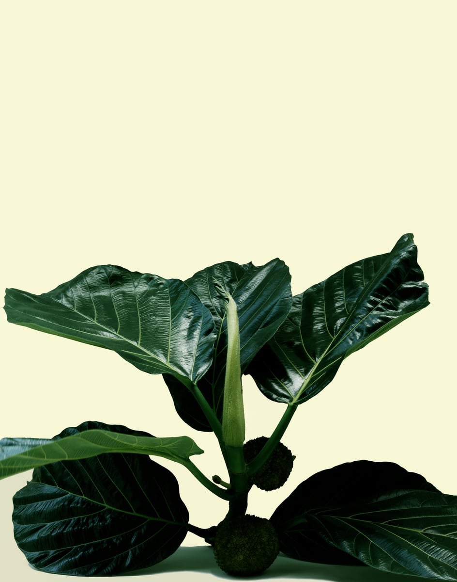 Large glossy fig leaves with two round fruits at their base against a pale yellow wall