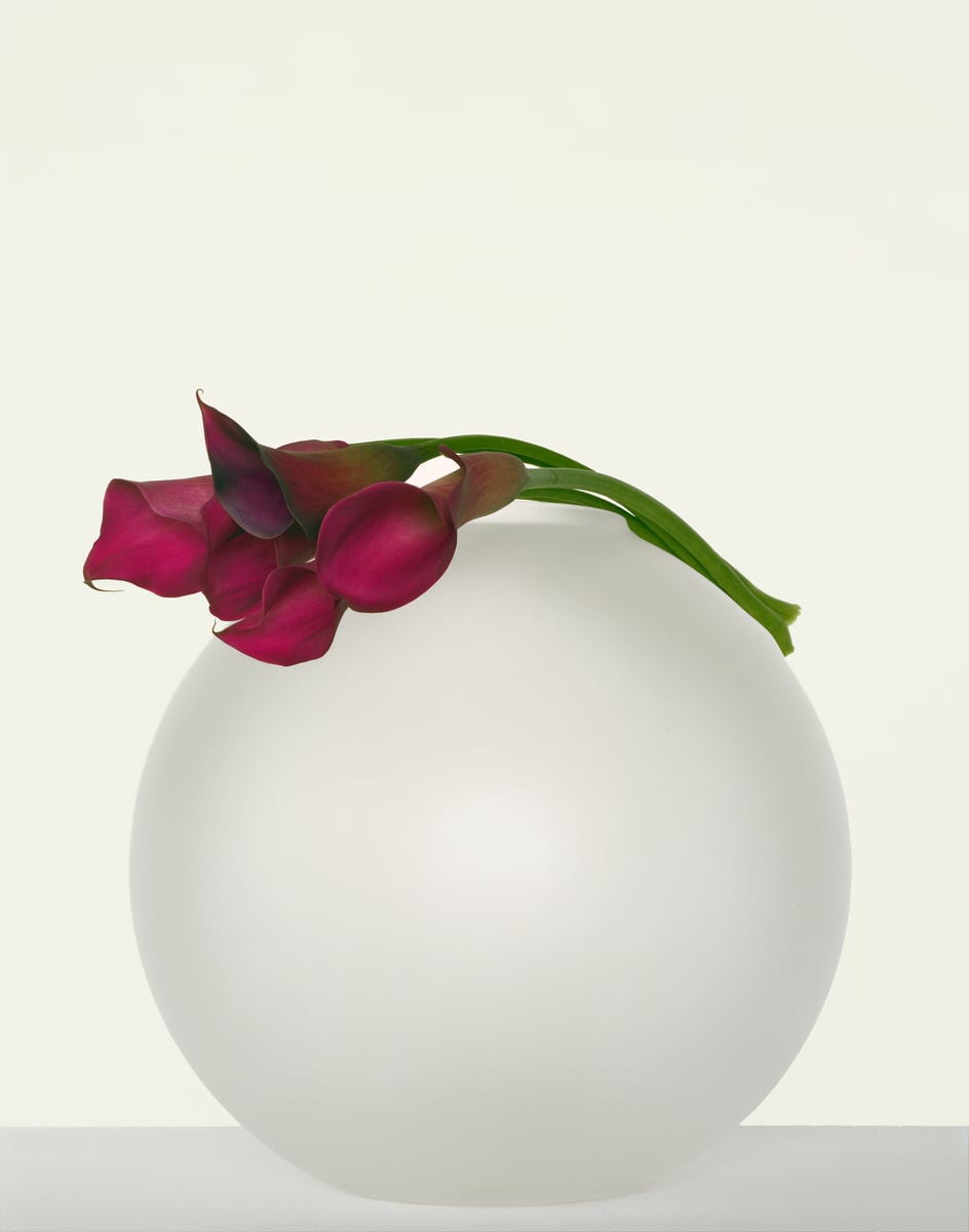 Magenta calla lilies resting on the shoulder of a large frosted white glass sphere against a pale wall