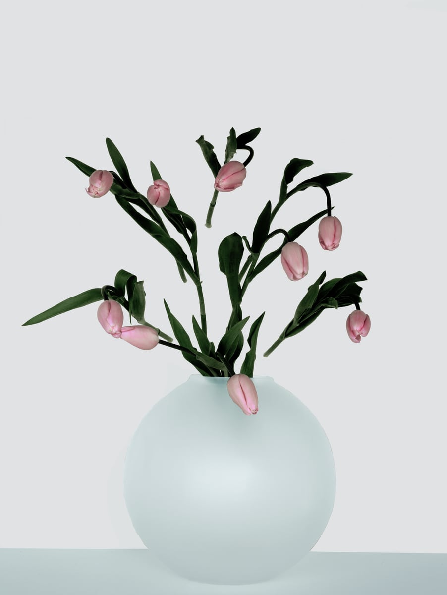 Pink tulips bowing their heads in a rounded, half-translucent frosted glass vase against a pale grey wall
