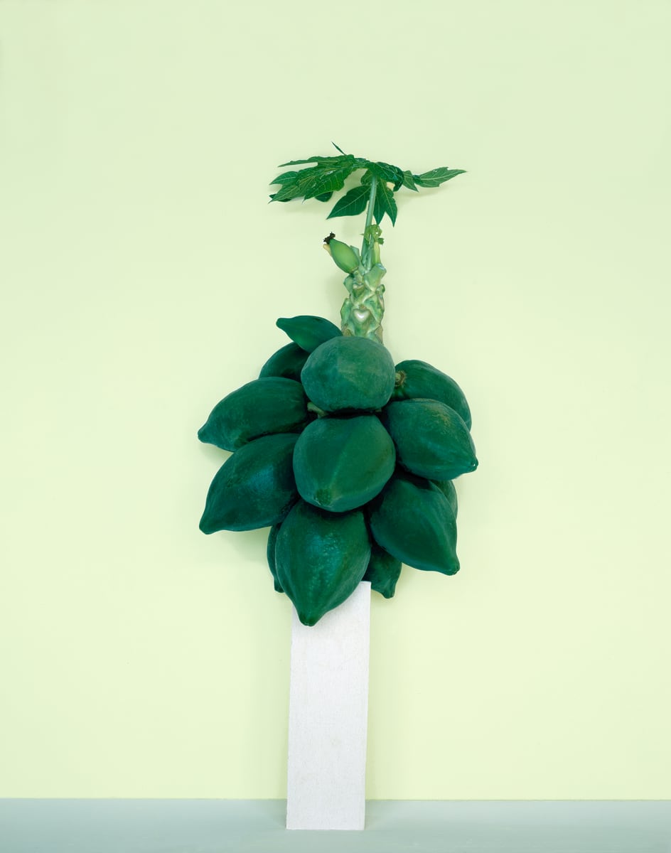 A cluster of green papayas crowning a plain white column, a few leaves opening above them, against a pale green wall