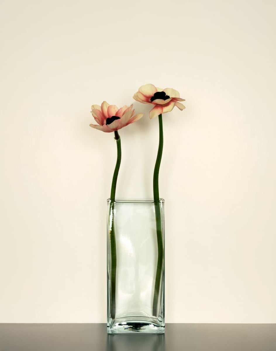 Two pink-and-cream anemones with dark centres in a tall square glass vase on a dark tabletop against a cream wall