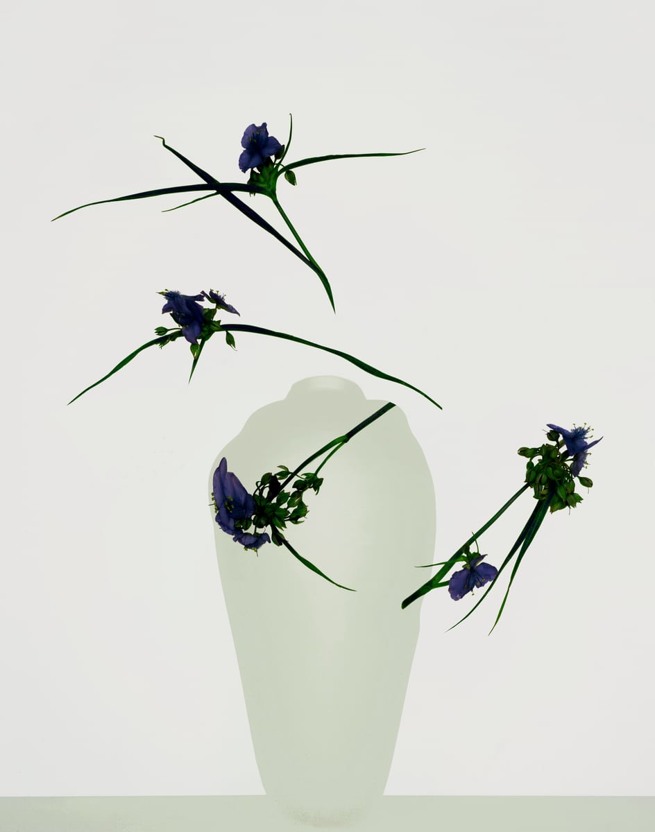 Violet tradescantia blooms floating around a celadon-glazed vessel against a pale wall