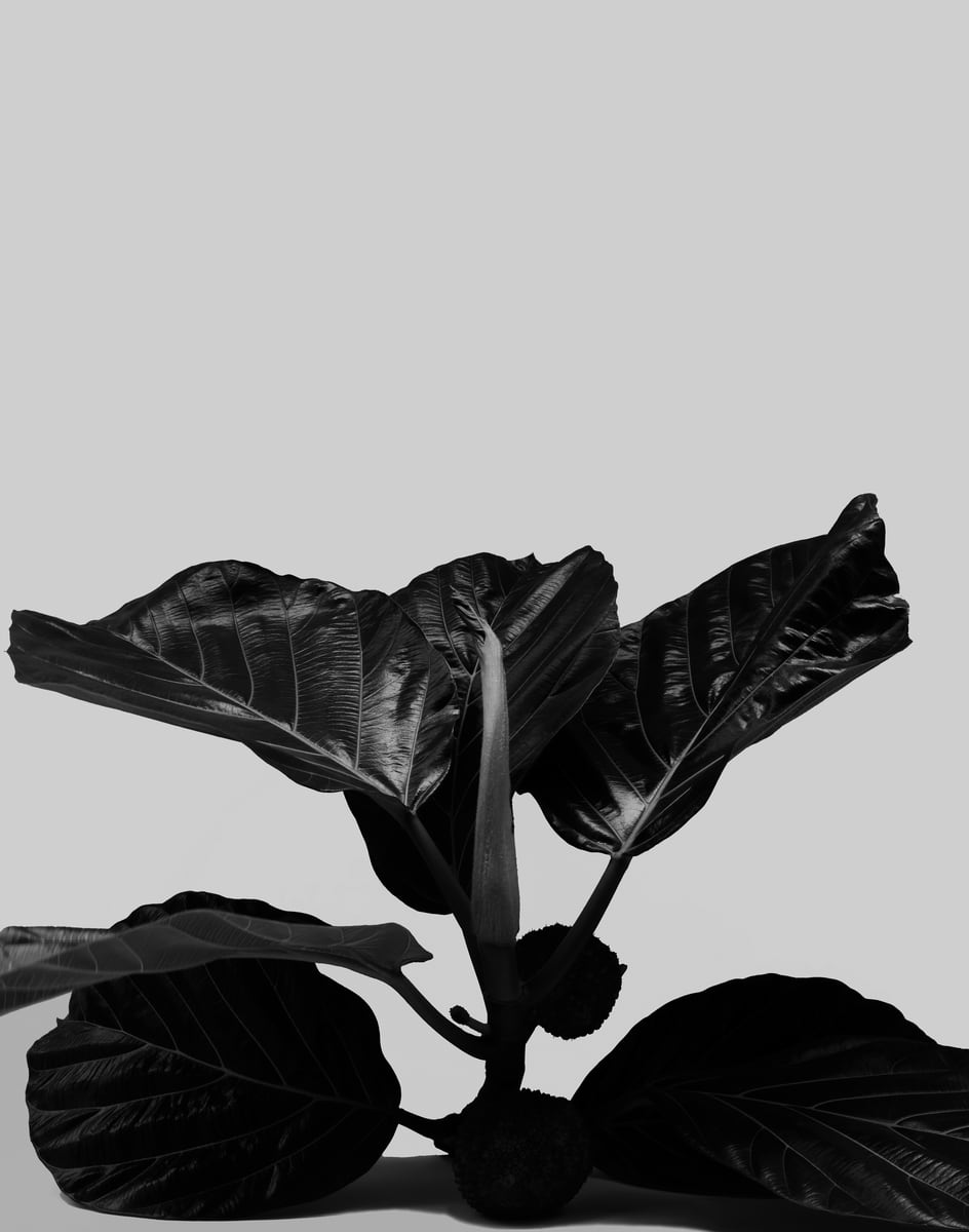The same fig foliage photographed as a monochrome study