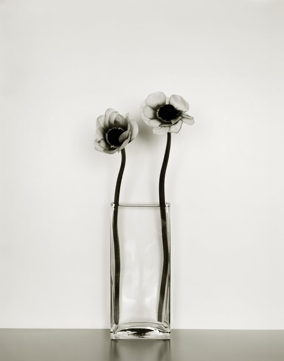 Two anemones in a tall square glass vase, photographed in black and white