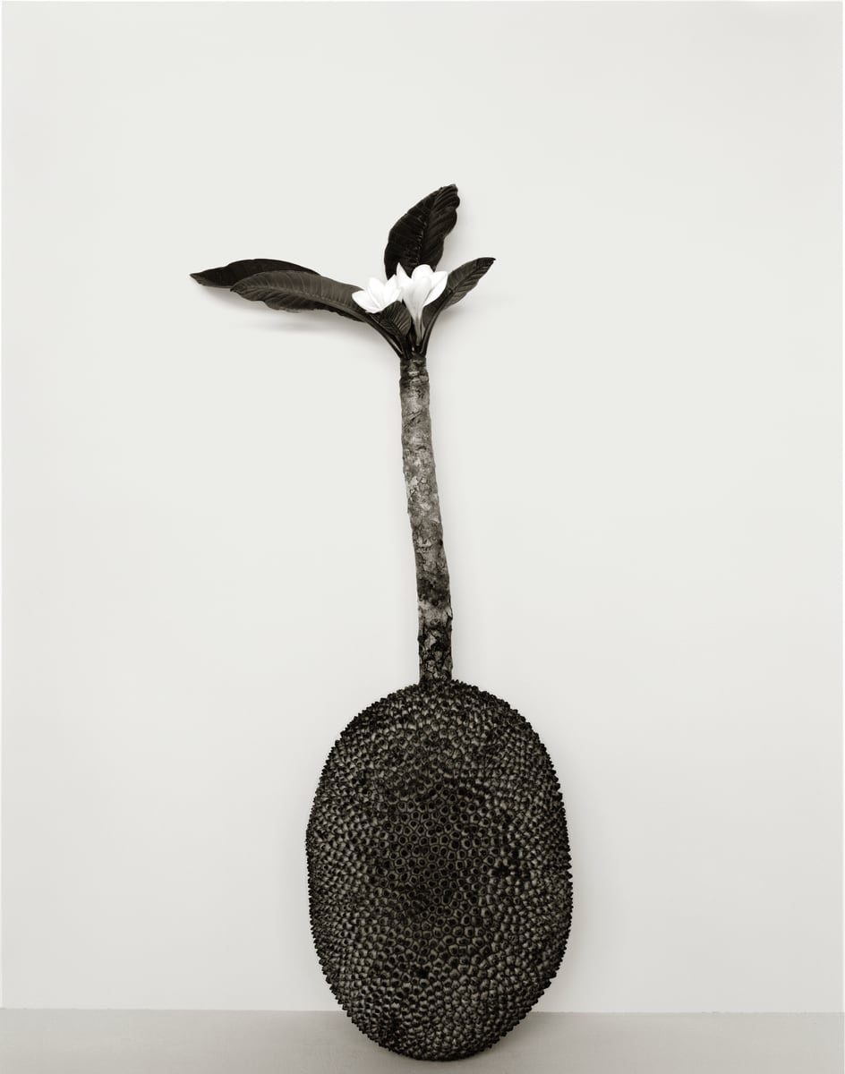 A jackfruit standing on its end with a plumeria branch and two white flowers rising from it, in black and white
