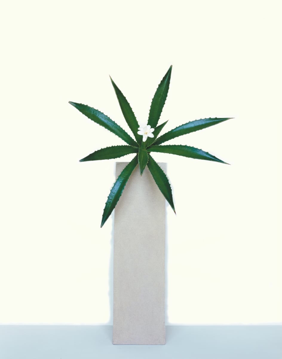An agave rosette fanning out from a pale square column with a single small white flower at its centre, against a pale yellow wall